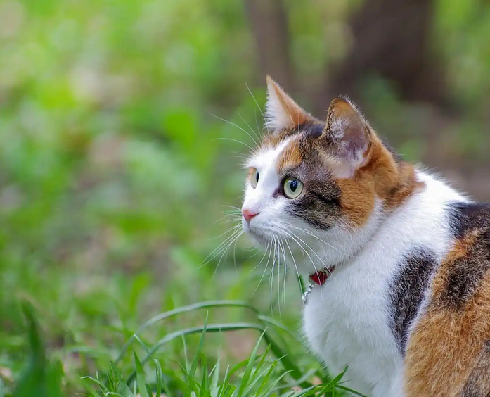 Feline Shedding Season: How to Confront That "Sea of Fur" at Home?