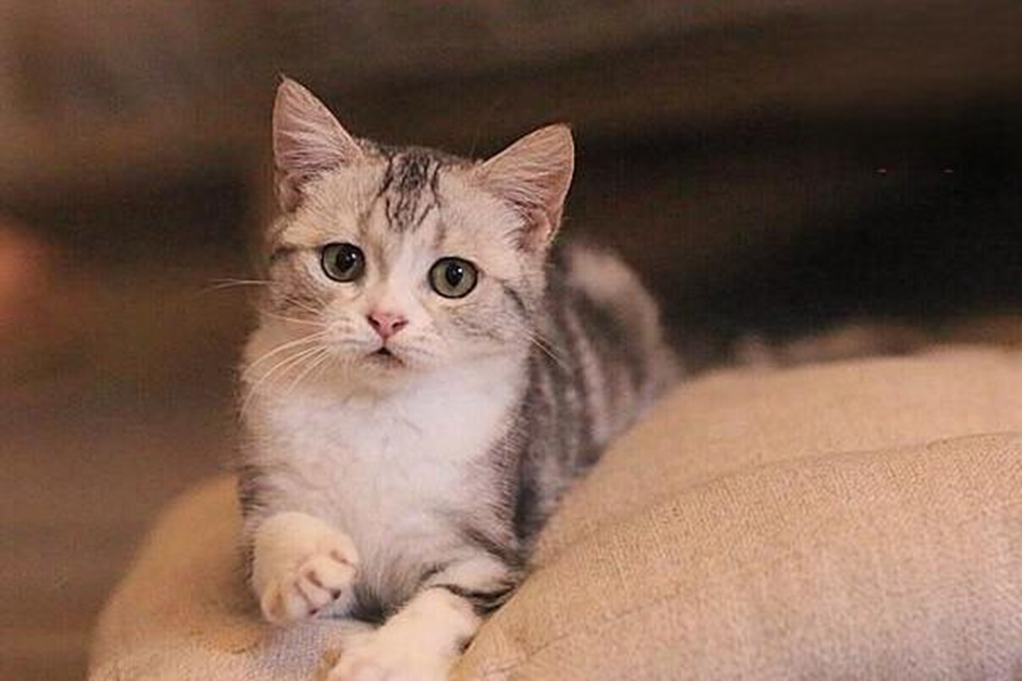 How to clean a cat's and a dog's ears?