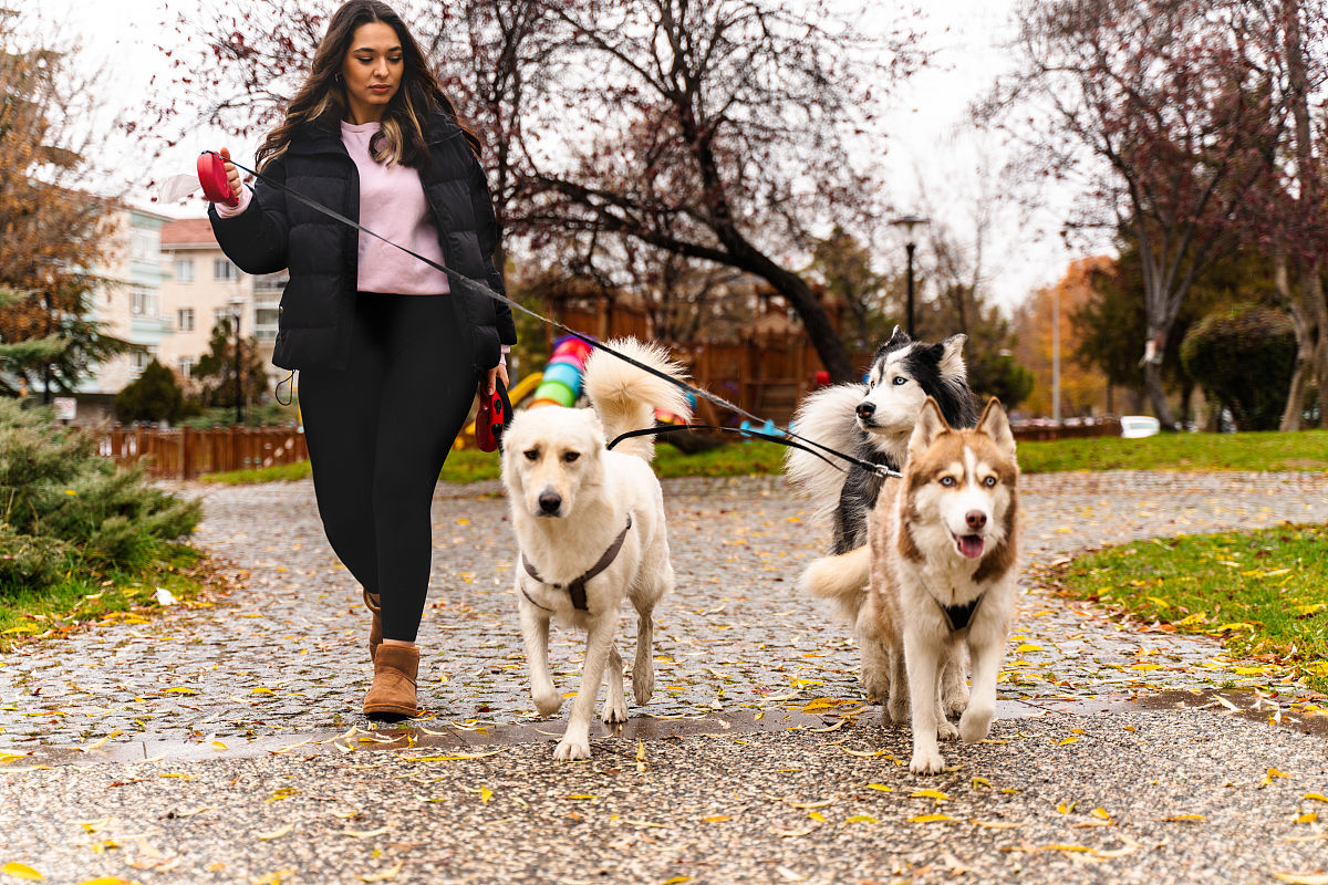 Starting next month! Fines and possible detention for not keeping dogs on leashes while walking, resulting in injuries!