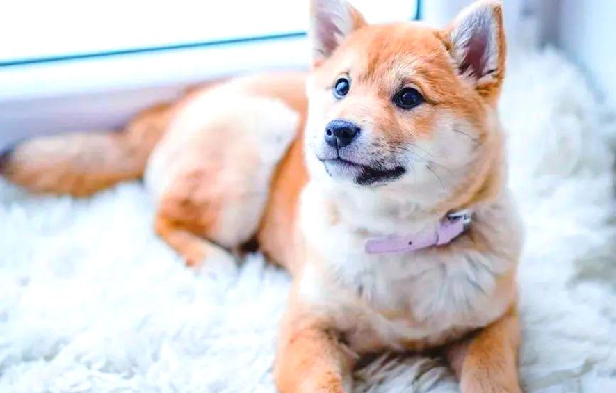 Home Cleaning Guide: How to deal with pet shedding season