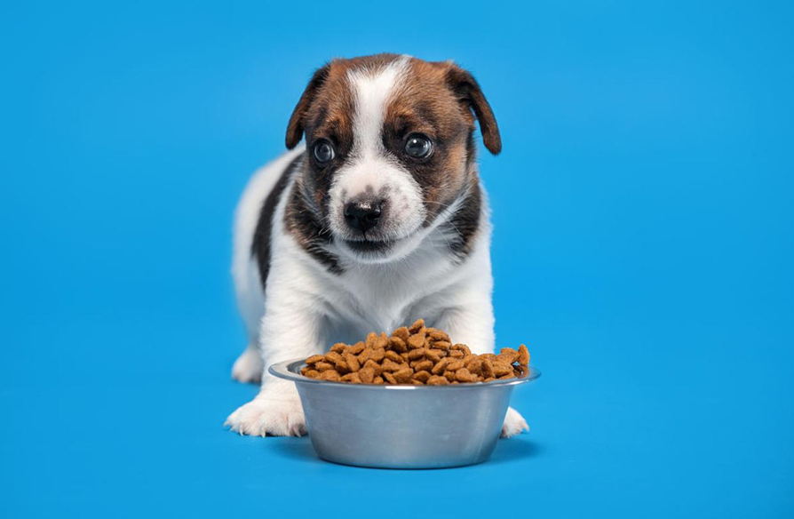 The Longer You Keep a Pet, the More You Might Overlook Its Needs? 6 Pet Hygiene Tips + 4 Major Risks to Avoid for a Healthy You and Your Furry Friend