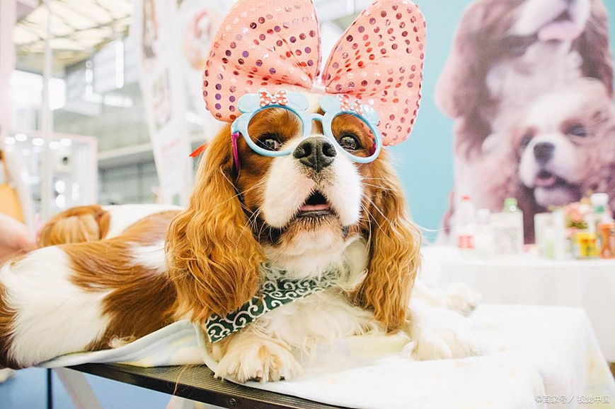 Who is paying for the 